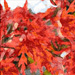 Lacy Maple Leaf